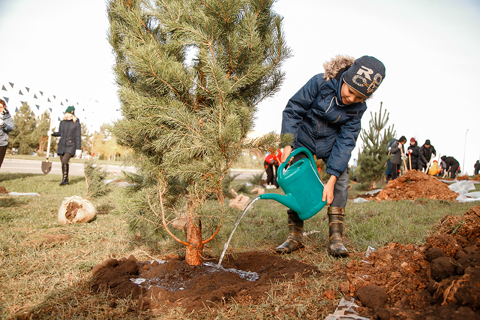 В рамках проекта по созданию ЦОД «Иннополис» в наукограде посадили более 450 деревьев